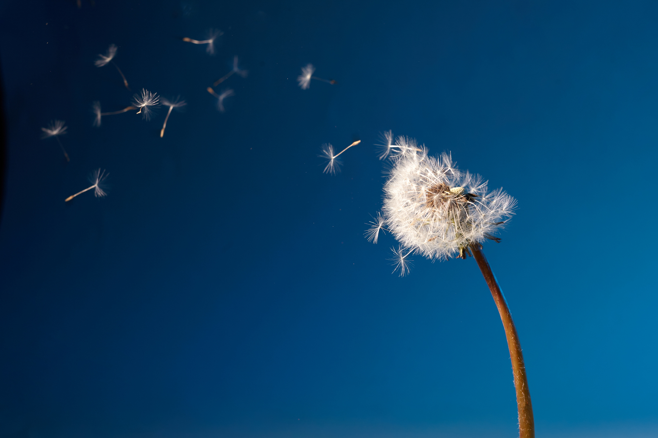 Photo of a dandelion on a blue background