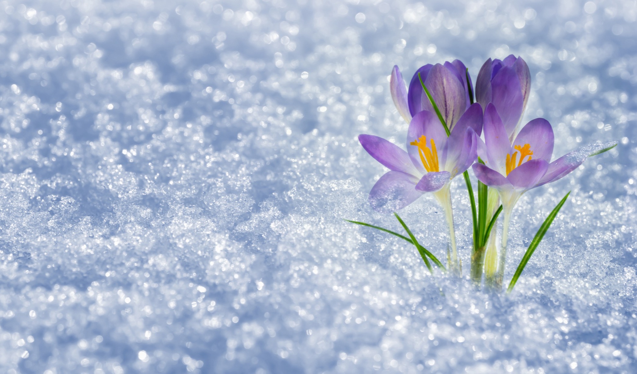 Spring awakening with blooming blue crocus flower in the snow