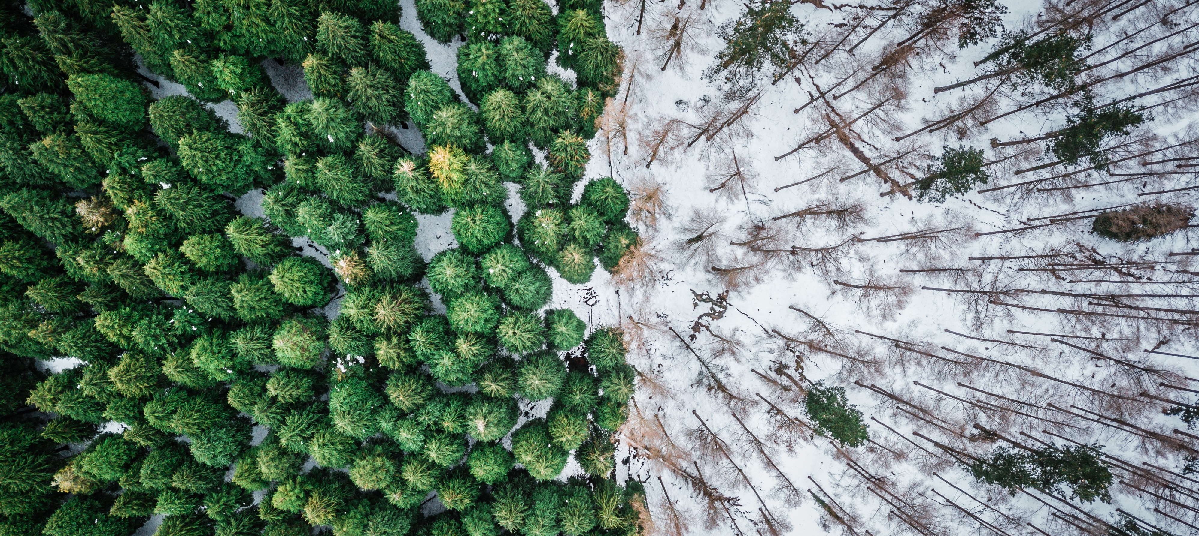aerial view of forest with bright evergreen trees on one side and dead trees on the other side