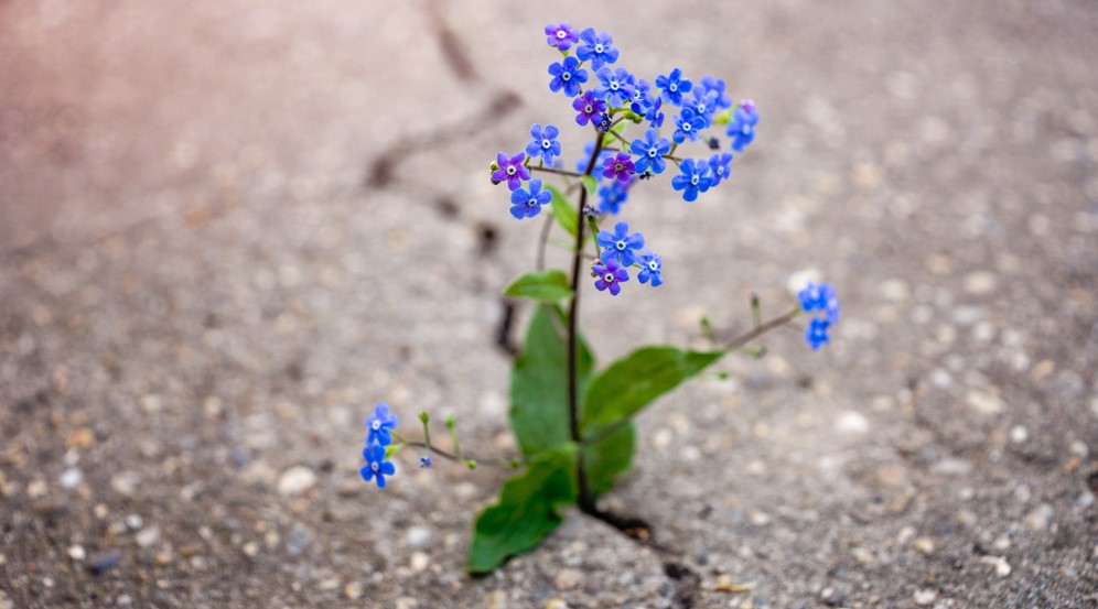 resilient flower growing in crack on a paved road