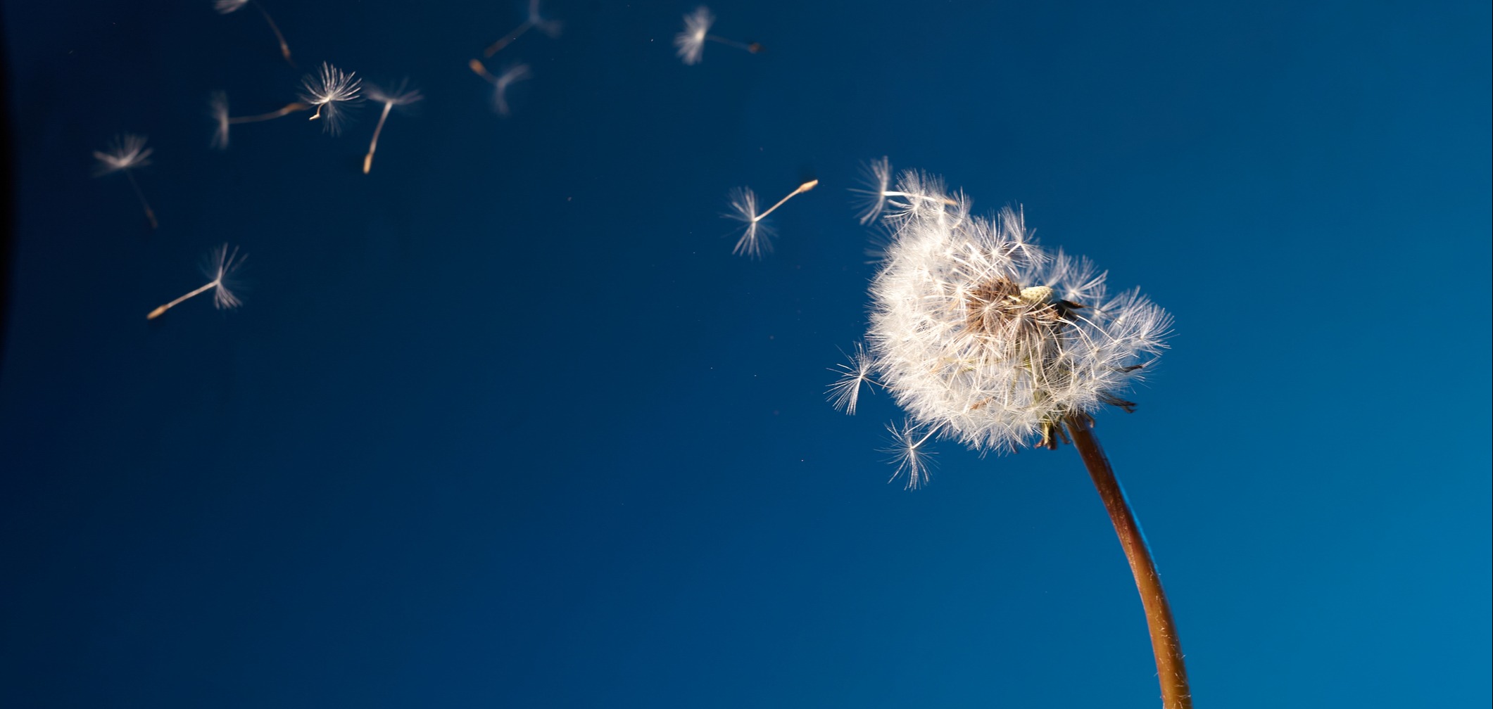 Dandelion with seeds blowing away in the wind in blue sky