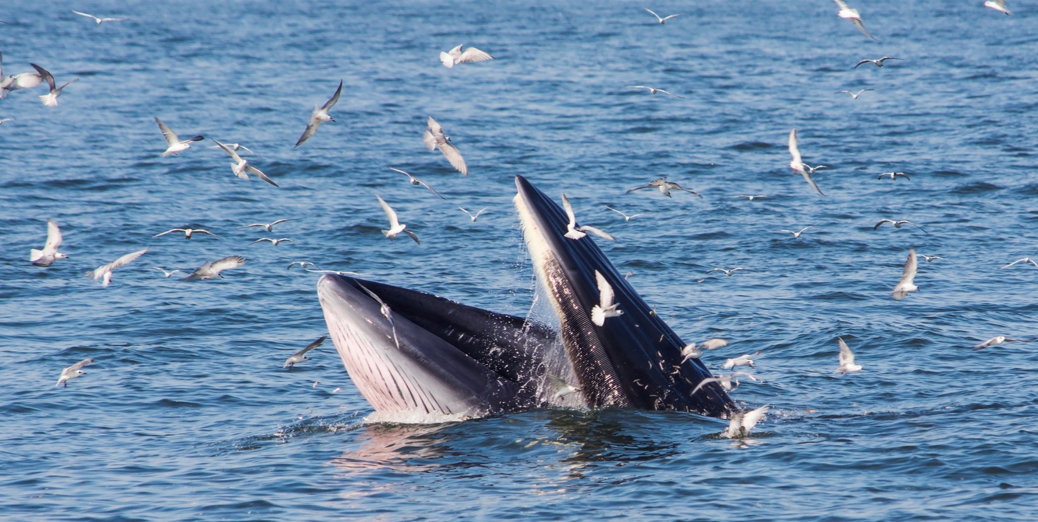 Bryde's whale feeding with seagulls eat small fish from the mouth in Thai gulf